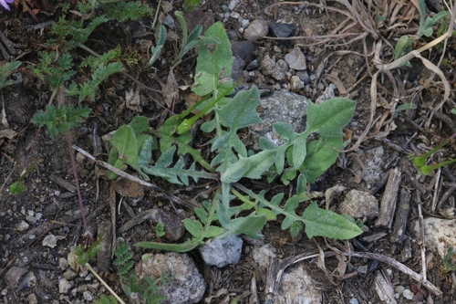 Centaurea solstitialis