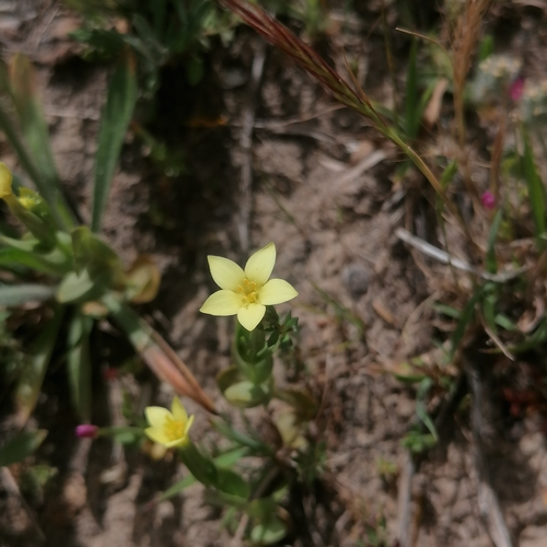 Centaurium maritimum