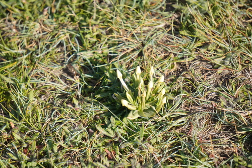 Centaurium maritimum