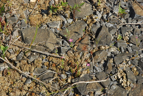 Centaurium pulchellum