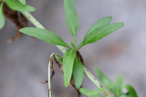 Centranthus longiflorus