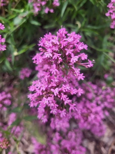 Centranthus ruber