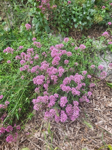 Centranthus ruber