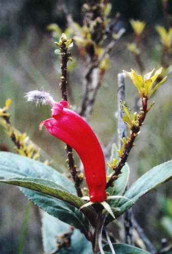 Centropogon cornutus