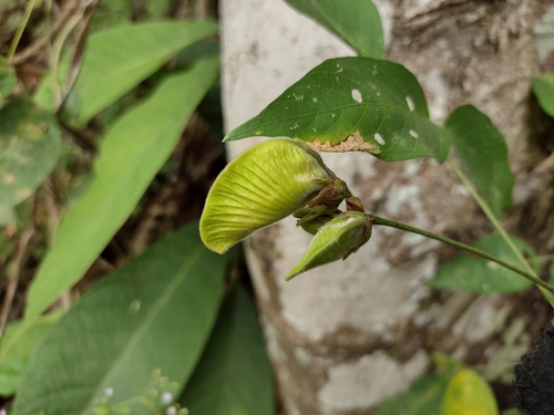 Centrosema macrocarpum