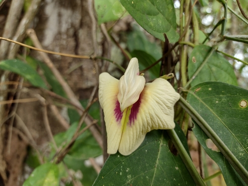 Centrosema macrocarpum