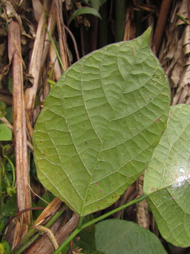 Centrosema plumieri