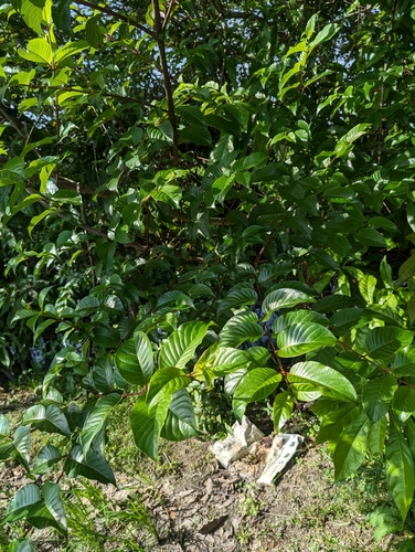 Cephalanthus tetrandrus