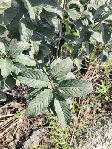 Cephalanthus tetrandrus