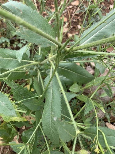 Cephalaria syriaca