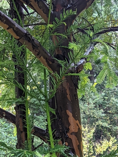 Cephalotaxus lanceolata