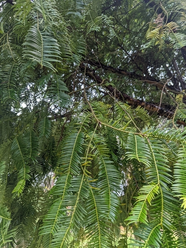 Cephalotaxus lanceolata