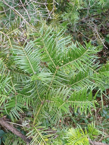 Cephalotaxus sinensis