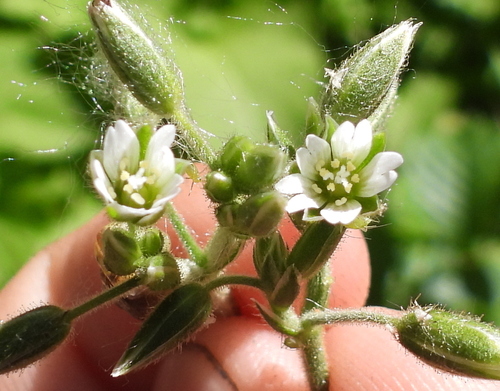 Cerastium holosteoides