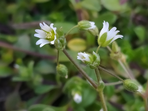 Cerastium semidecandrum