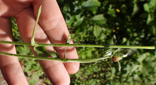 Cerastium viscosum