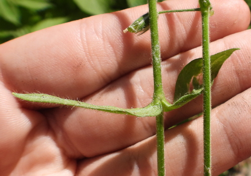 Cerastium vulgatum