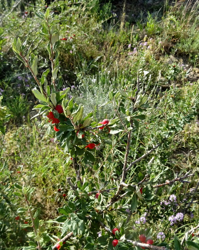 Cerasus erythrocarpa
