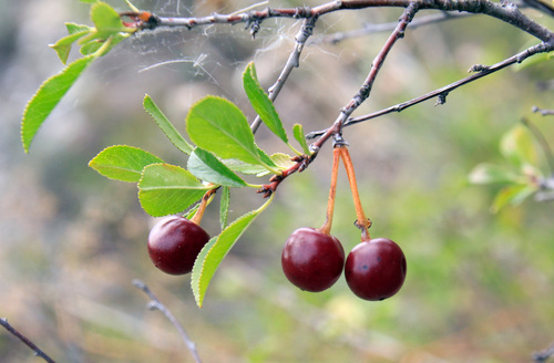 Cerasus fruticosa