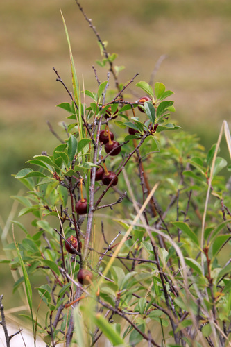 Cerasus fruticosa