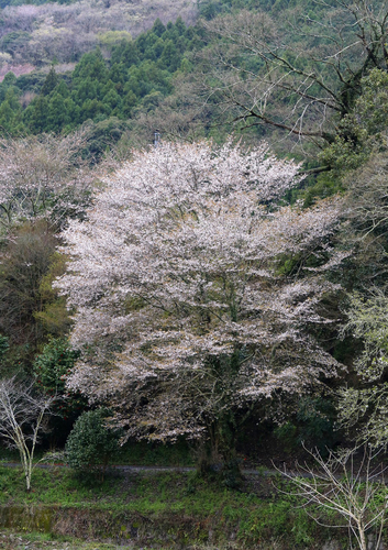 Cerasus jamasakura var. jamasakura