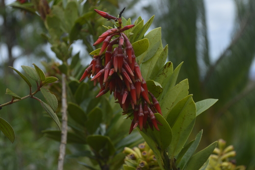 Ceratostema loranthiflorum