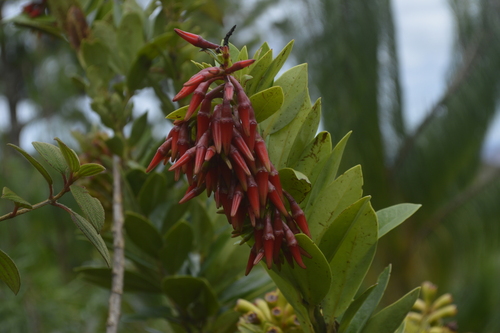 Ceratostema loranthiflorum