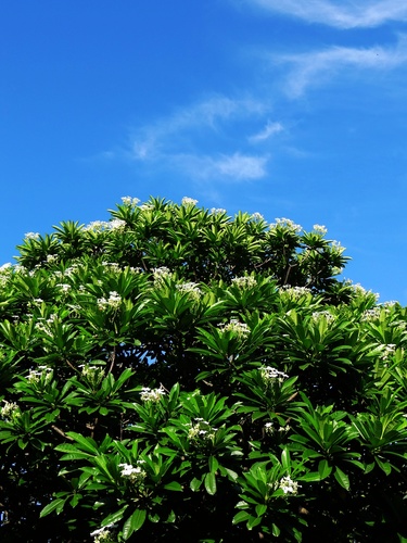 Cerbera manghas