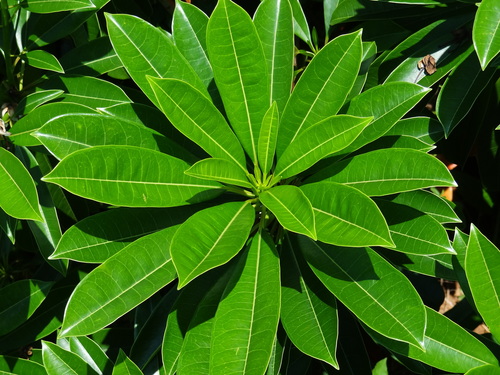 Cerbera manghas