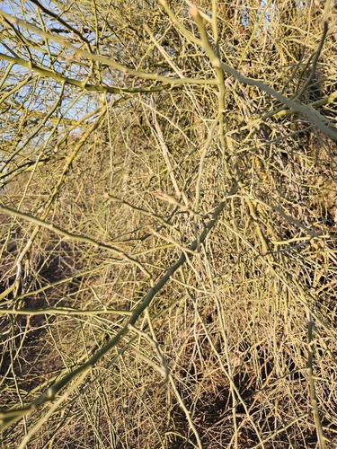 Cercidium floridum
