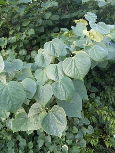 Cercis canadensis