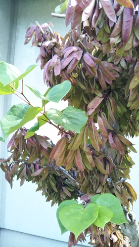 Cercis chinensis