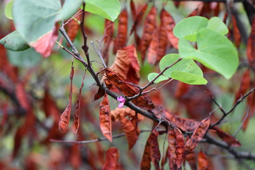 Cercis siliquastrum