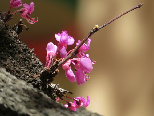 Cercis siliquastrum