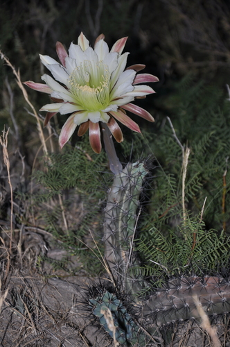 Cereus aethiops