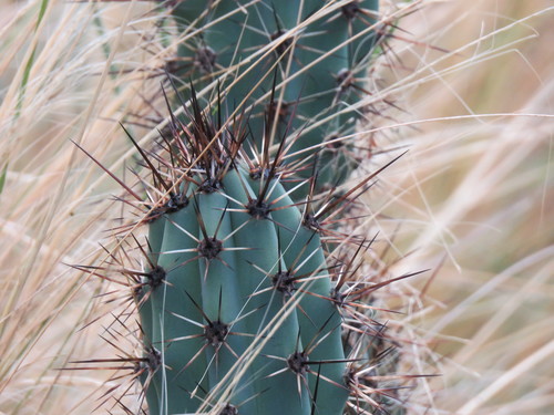 Cereus aethiops