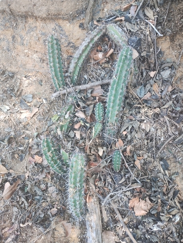 Cereus diffusus