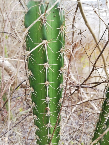 Cereus diffusus