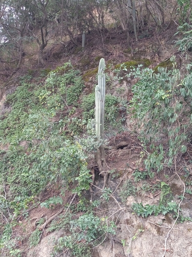 Cereus hystrix