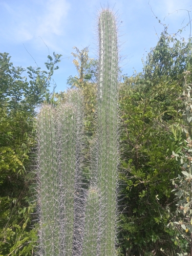 Cereus hystrix