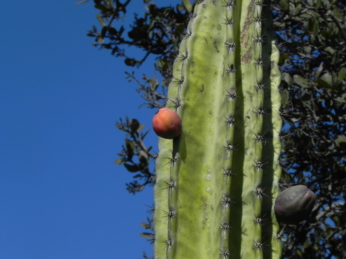 Cereus repandus
