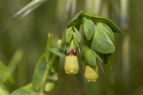 Cerinthe major