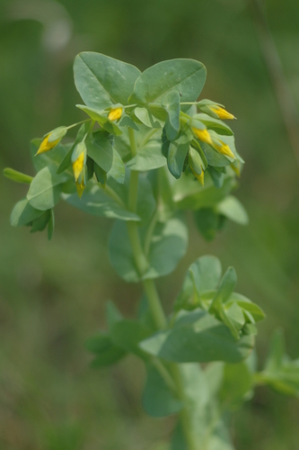 Cerinthe minor