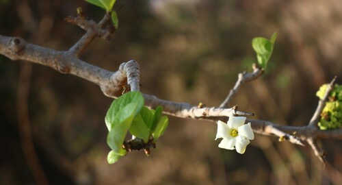 Ceriscoides turgida