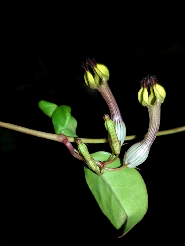 Ceropegia candelabrum