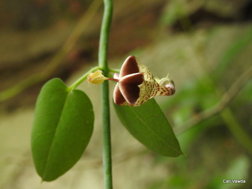 Ceropegia distincta