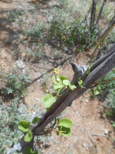 Ceropegia multiflora