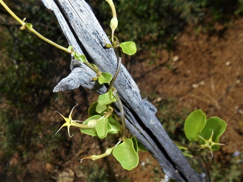 Ceropegia multiflora
