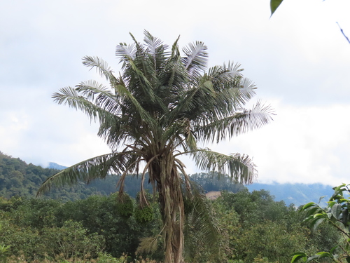 Ceroxylon alpinum