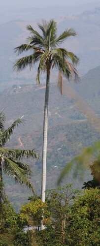 Ceroxylon ceriferum